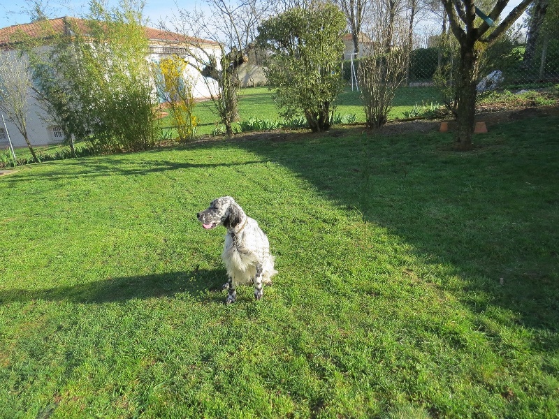Daisy du moulin du liort